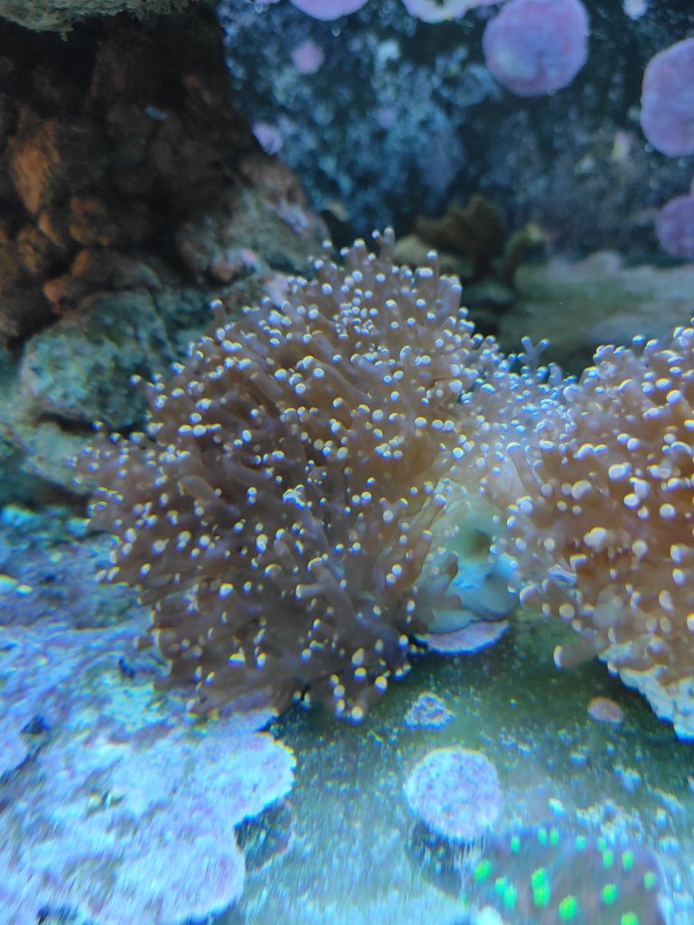 Koralowce Euphyllia yaeyamaensis