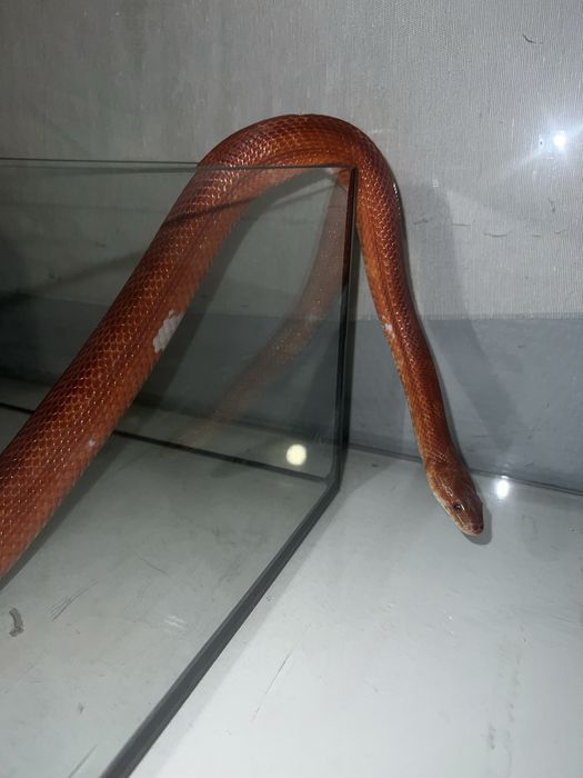 Wąż zbożowy samiec bloodred pied sided + box