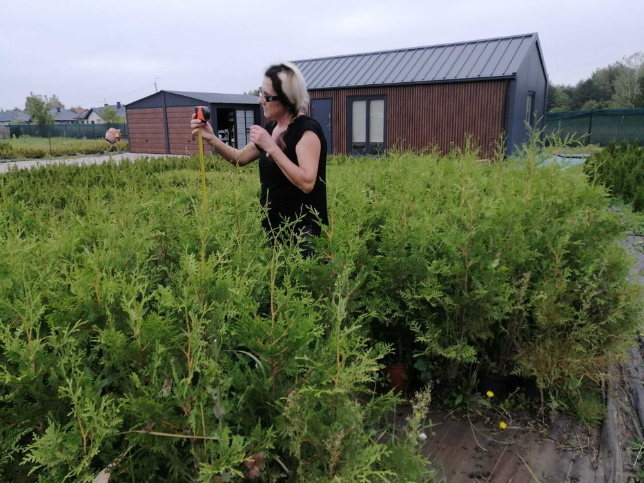 tuje tuja brabant  ok. PIASECZNA