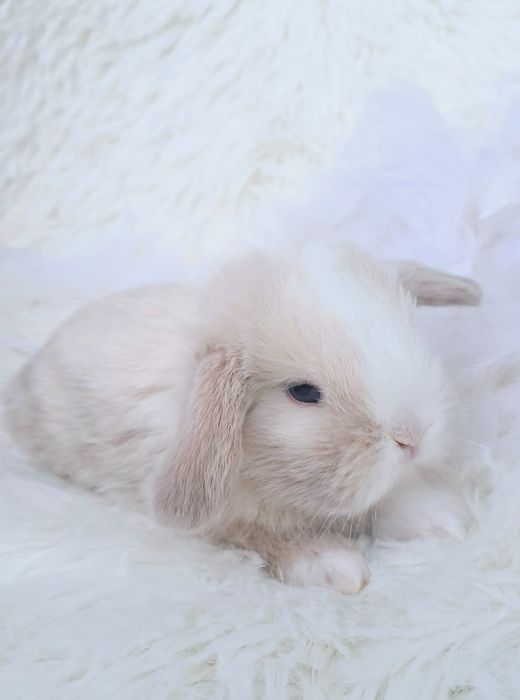 DO ODBIORU Króliki karzełki TEDDY królik karzełek miniaturka MINI LOP