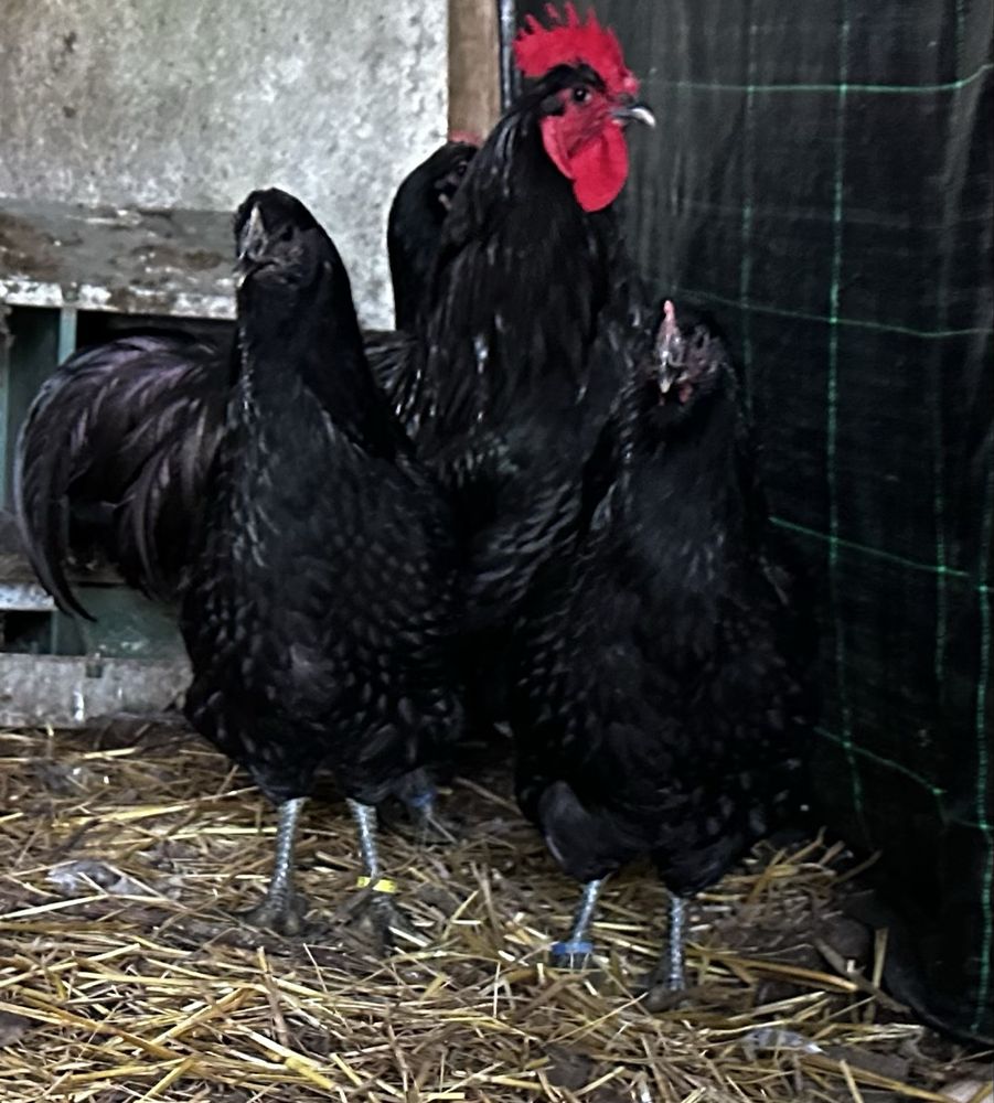 Jersey gigante negro ovos