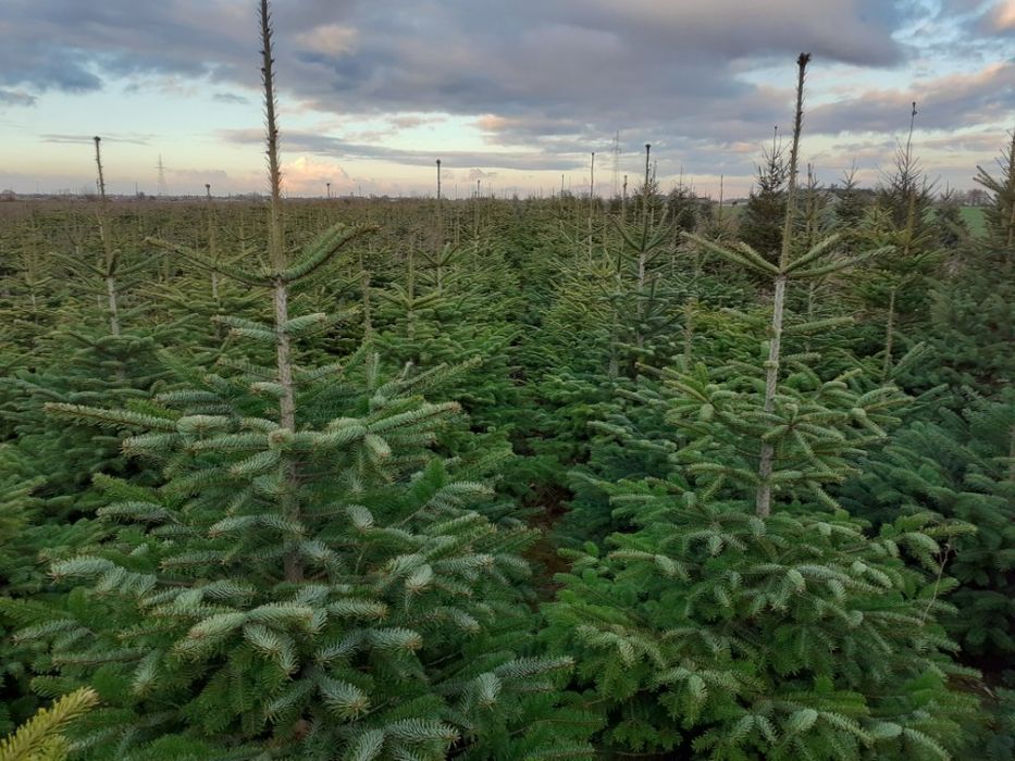 żywe choinki z dostawą