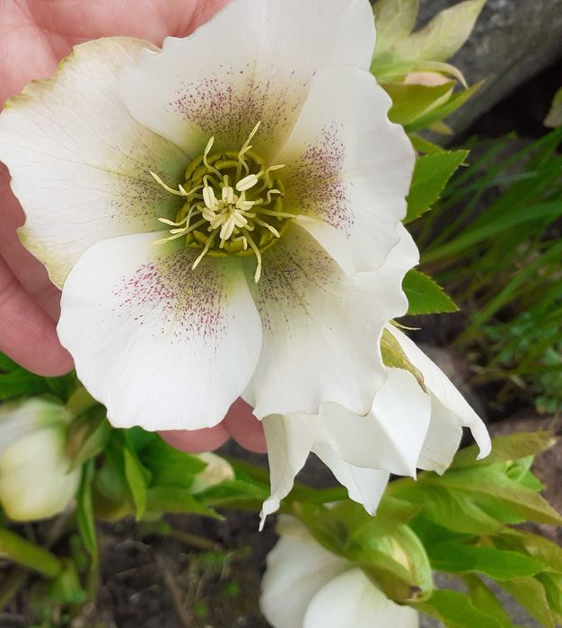 Морозник, Аквилегия