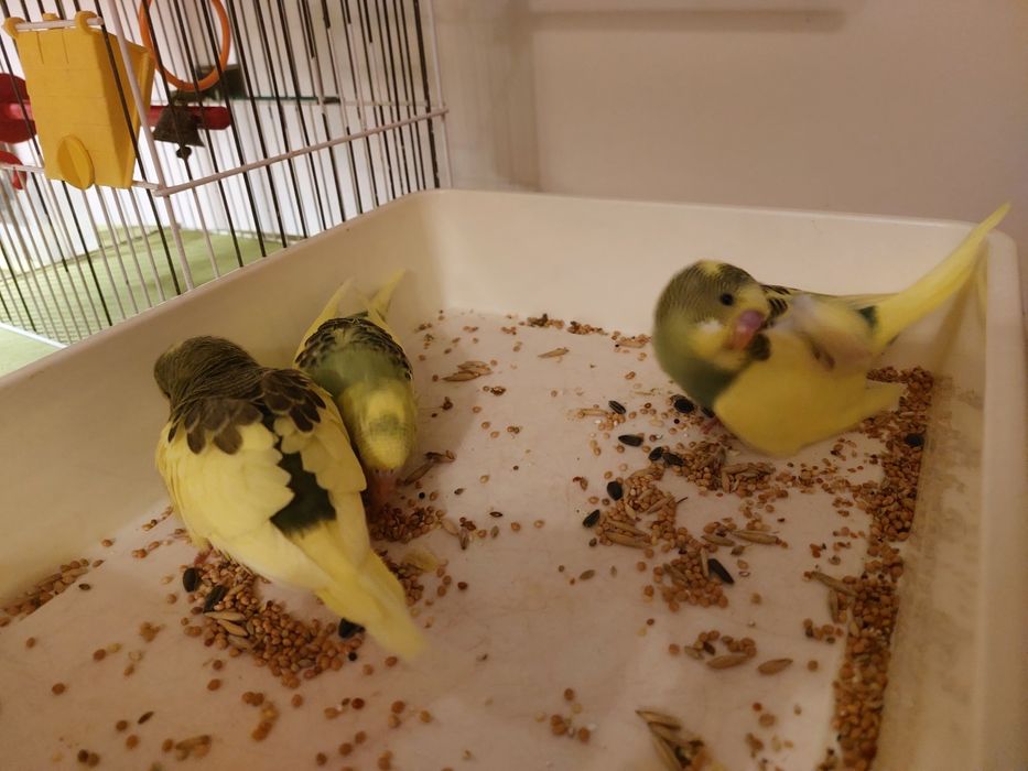 Хвилястики  1міс.