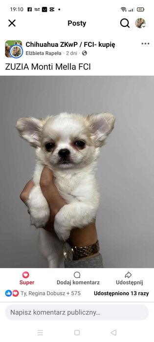 ZUZIA cudna długowłosa ZKwP FCI