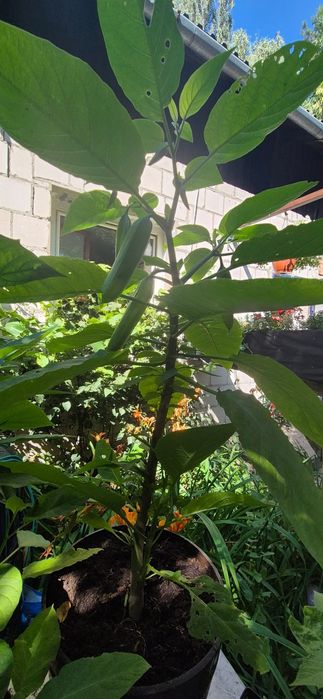 Datury rośliny kwiaty