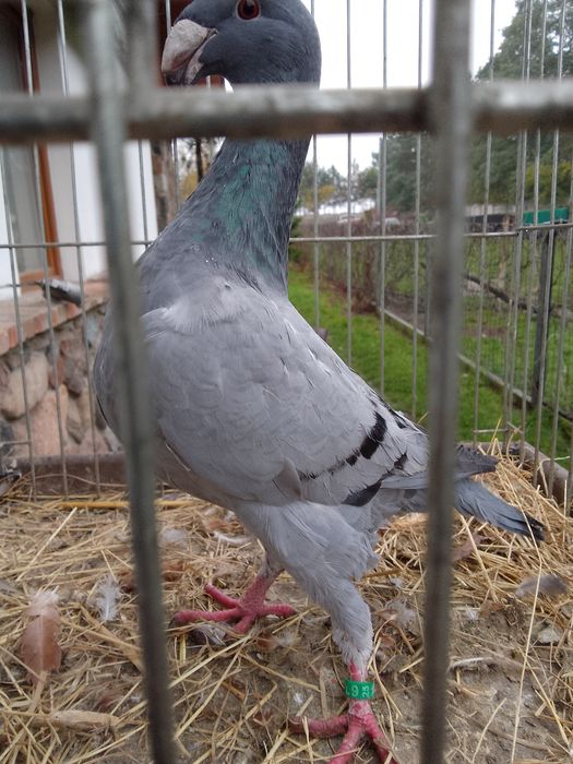 Garbonosy Wystawowe Niemieckie