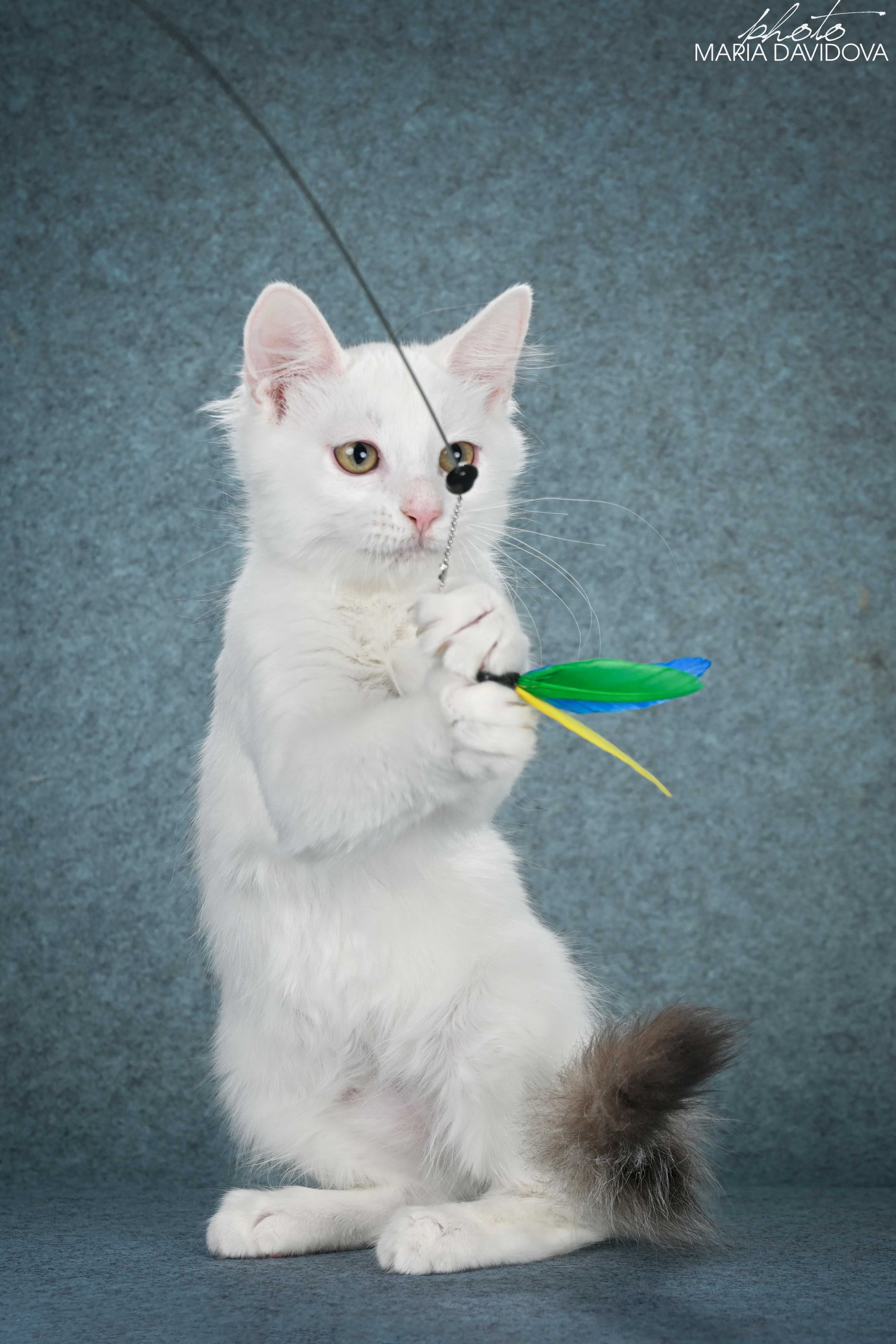 котик манчкин лонг длинные лапки