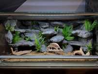 Terrarium: gekon, agama, wąż, terrarium z tłem strukturalnym