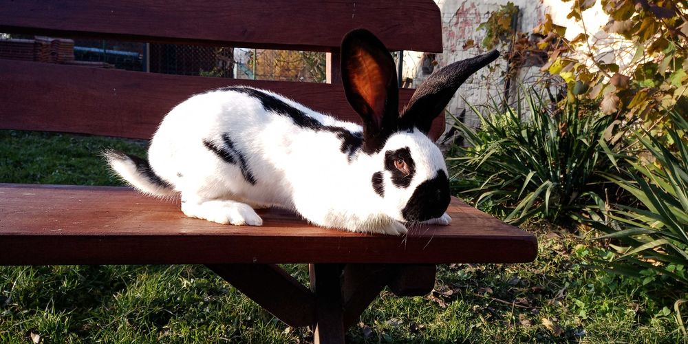 Olbrzym srokacz niemiecki