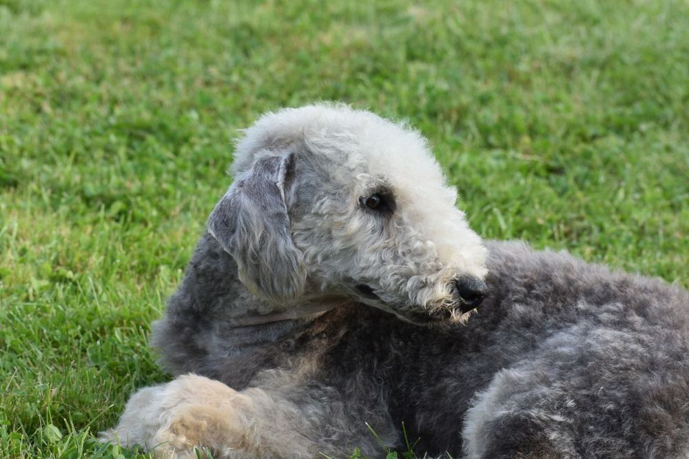 Бедлінгтон тер‘єр. Рідкісні  цуценята в Украіні