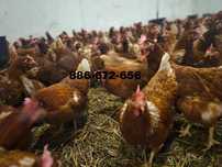 Kury nioski odchowane Rasy Lohamnn Brown, Sendi, Tetra Sl