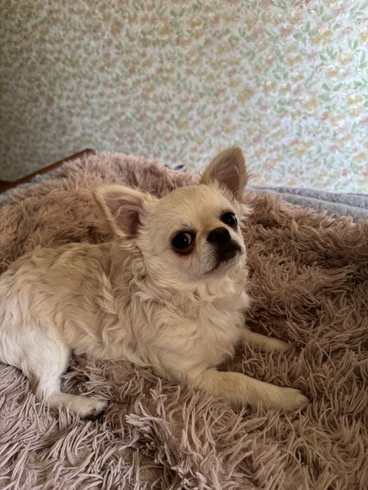 Продам Чихуахуа стандрат