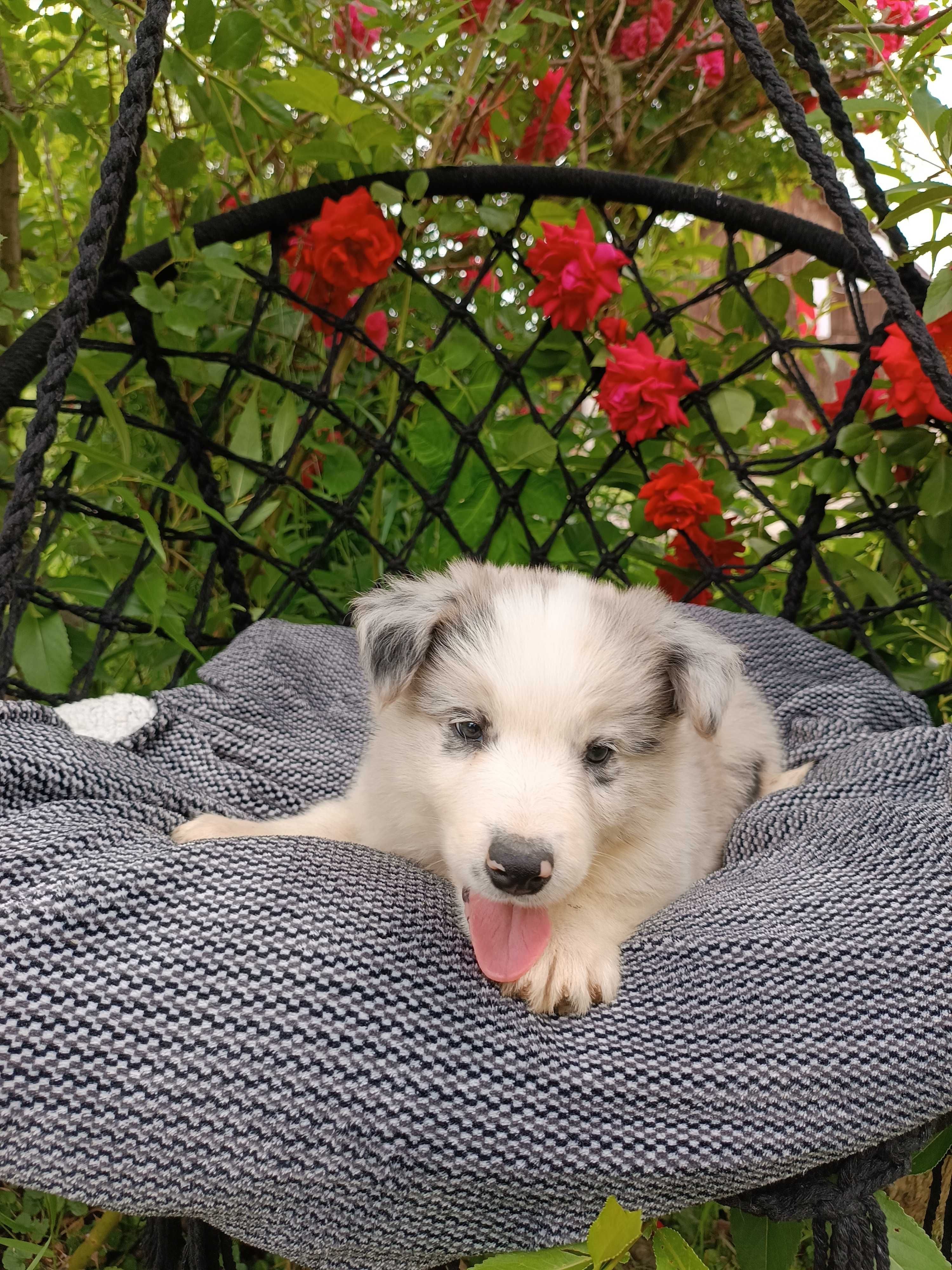 Border collie/ piesek / ZKwP