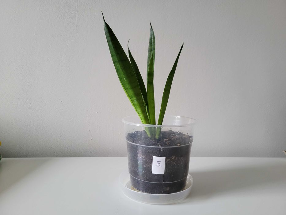 Sansevieria Comet Green Parrot    [nr 3]