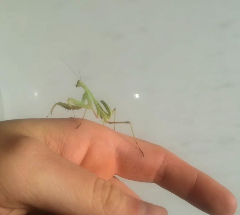 Sphodromantis viridis L6 Modliszka Gwinejska