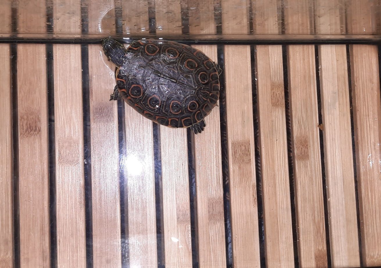 Sprzedam terrarium dla żółwia wodno lądowego