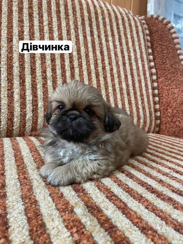 Продам цуциків Королівського пекінеса