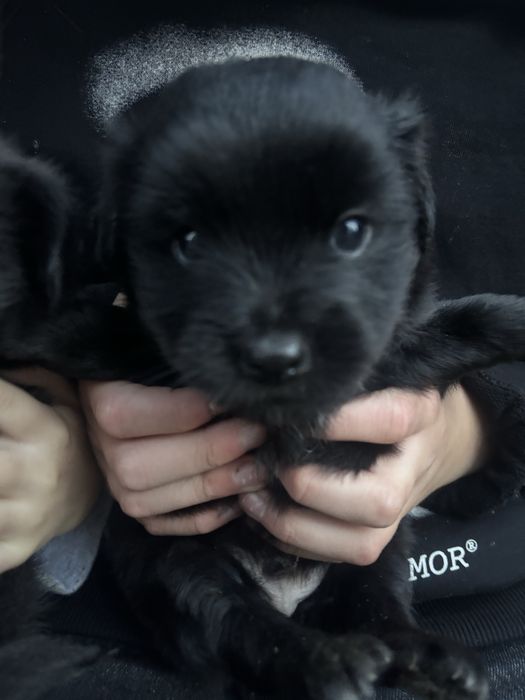 Pieski oddam w dobre rece