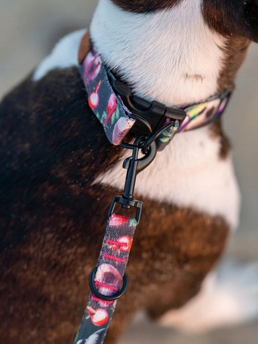 mocna obroża dla psów małych ras york szpic s 15 mm  wzorek w czaszki