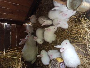 Кролі породи термондська біла,термонці,термонська біла,термони