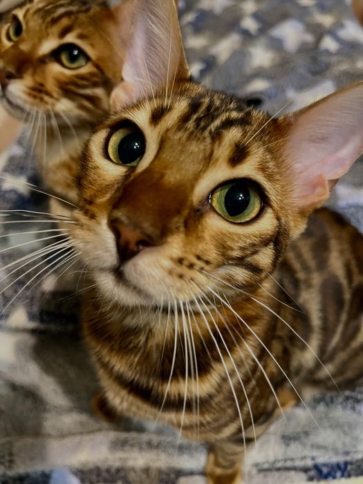 Бенгальский котенок мальчик. Великолепный окрас.Регистрация WCF