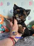 Malutki piesek Yorkshire Terrier