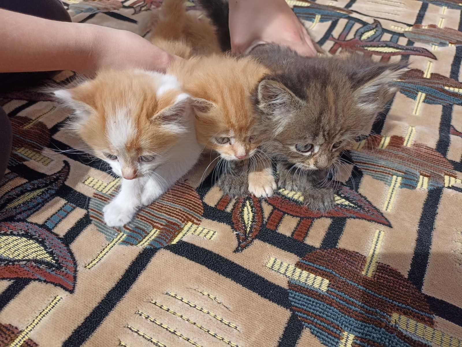 Віддамо в добрі руки кошенят
