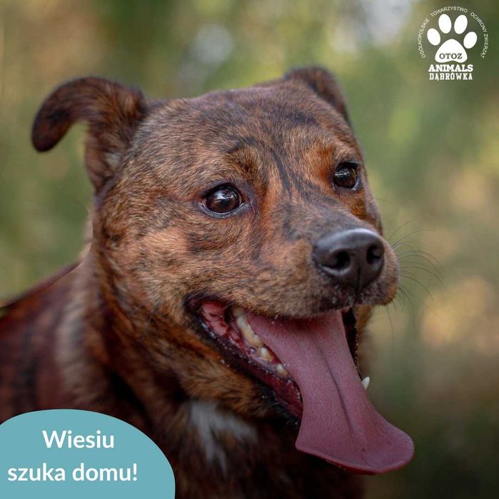 Wiesiu czeka na Ciebie