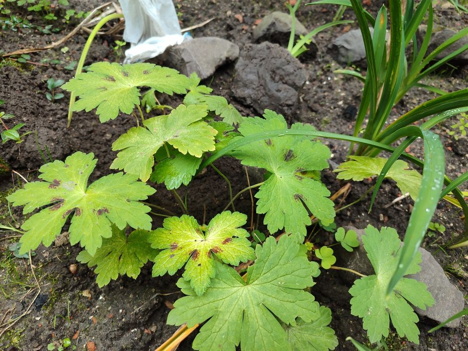 Деревій, морозник, астранція, платикодон, гравілат, лілійники, гіпсофі