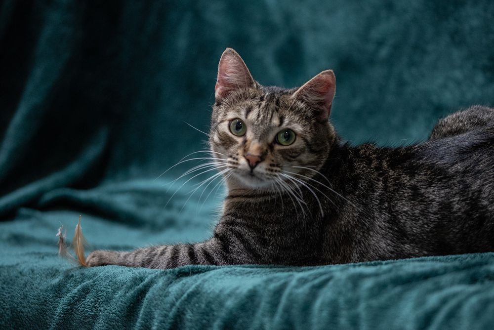 Uroczy kotek ANCYMON szuka kochającego opiekuna/Poznań