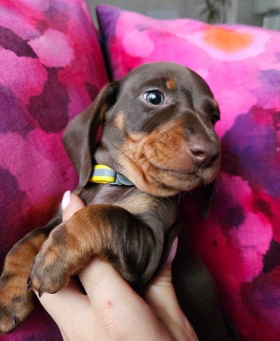 Jamnik Suka czekoladowa brązowa