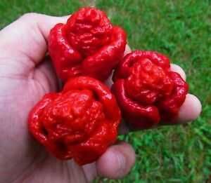 Pack sementes piripiri pimenta picante Trinidad Scorpion