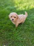 Unikatowa Dziewczynka Maltipoo !