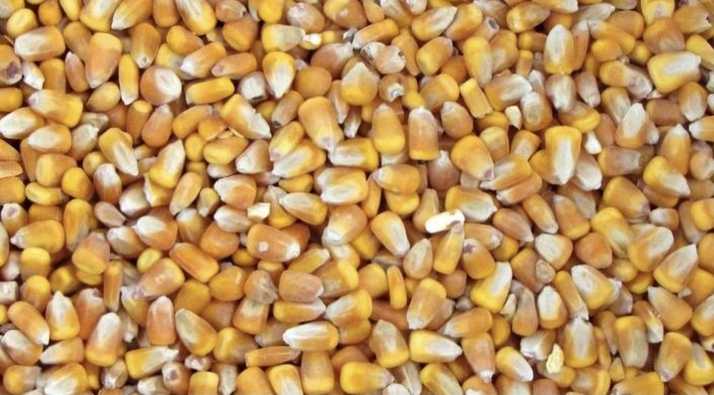 Kukurydza sucha tegoroczny zbiór