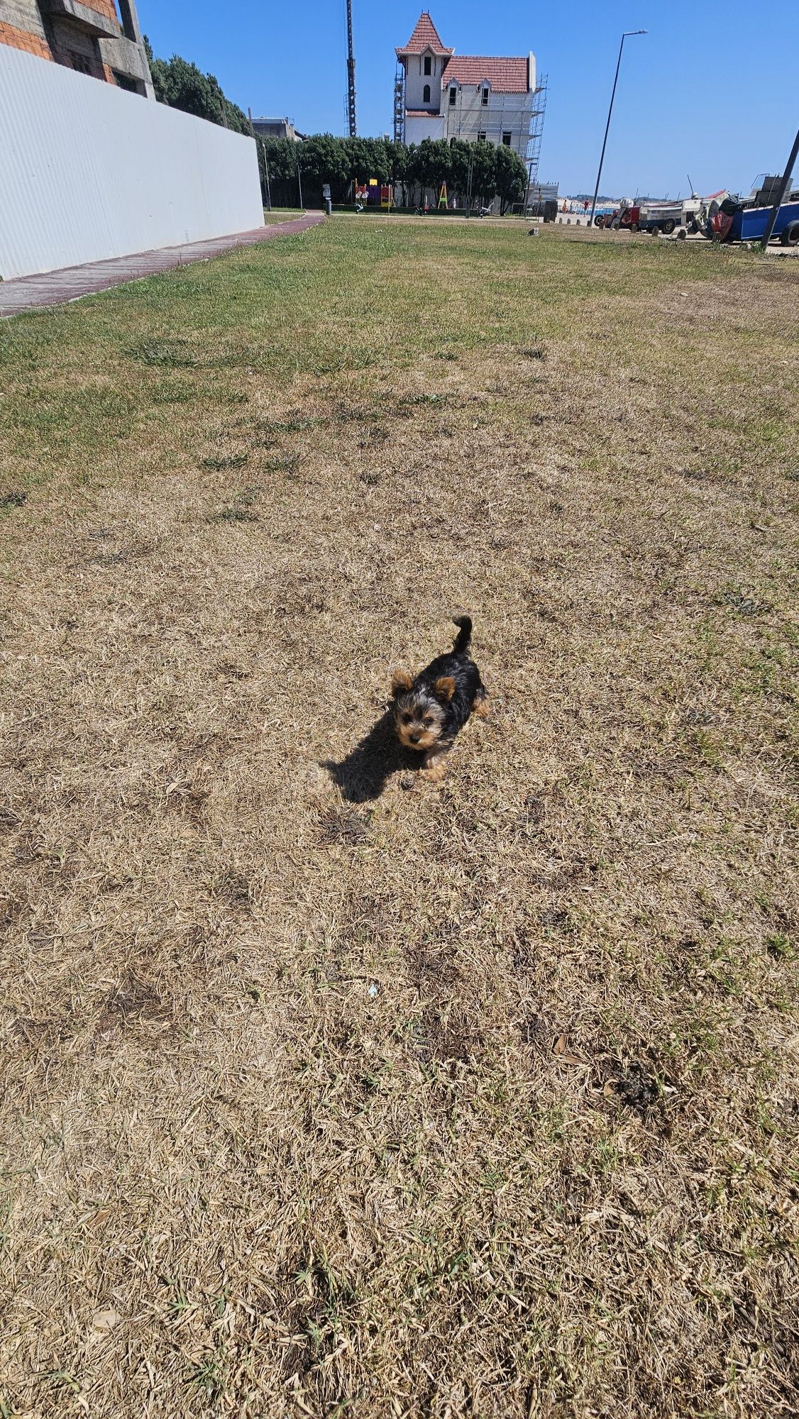 Yorkhire terrier macho