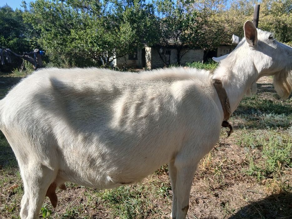 Продам козу породисту