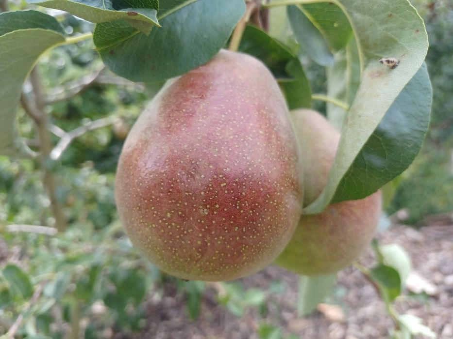 Drzewka owocowe w donicy