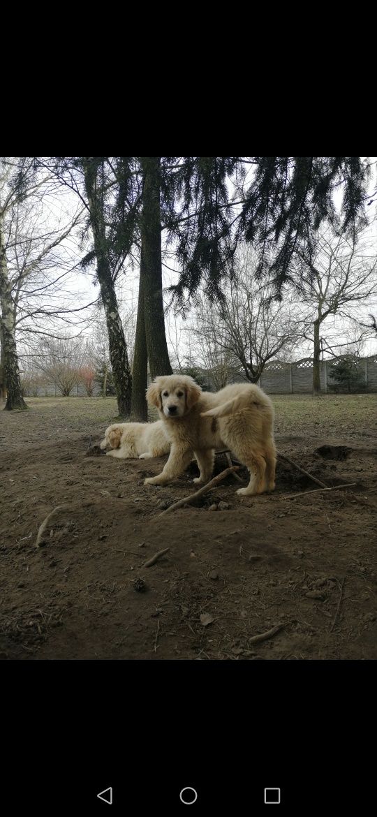 Pies Golden Retriever z Rodowodem i pełną dokumentacją już do odbioru