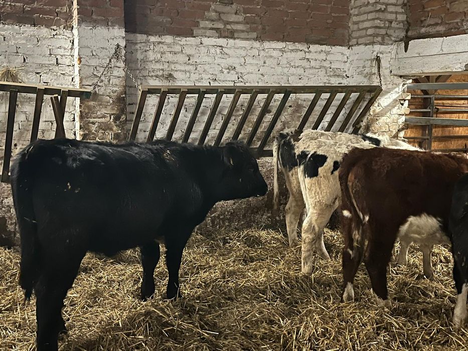 Jałówki mięsne angus i bb