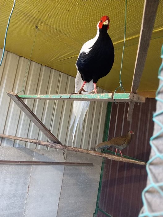 Фазани в кольорі.