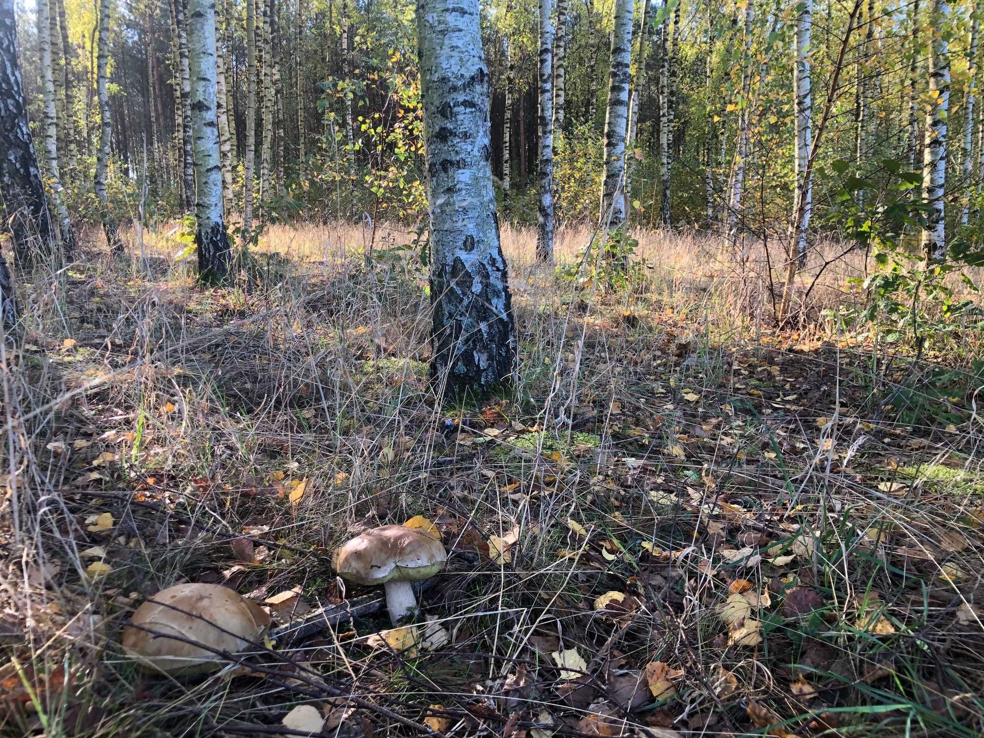 Bory Tucholskie, uroczy domek całoroczny , 3 sypialnie, Światłowód