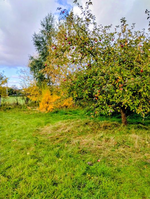 Dwie działki ogrodowe ROD z widokiem na łąkę