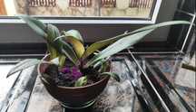 Reo meksykańskie, hoya, wilkomlecz, sansevieria, aloes, skrzydłokwiat