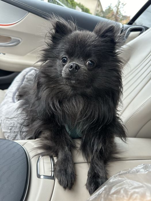 Szpic chłopiec ciemnoniebieski