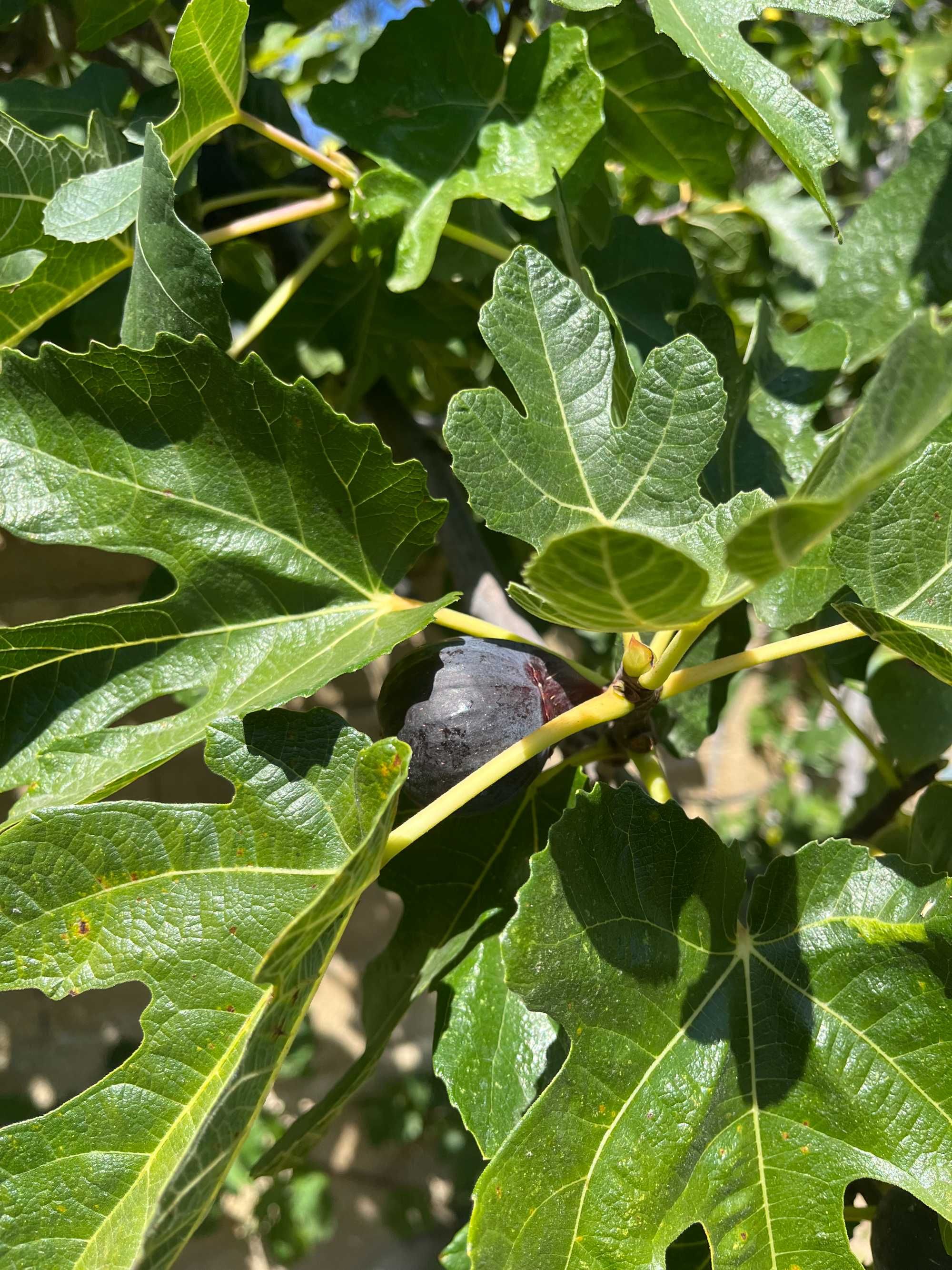 Figueiras/Abebreiras em vaso