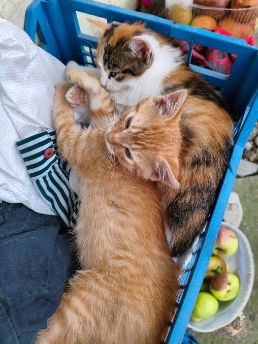 Віддам кошенят двох