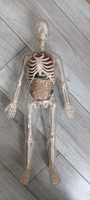 Медицинская модель скелета человека с органами