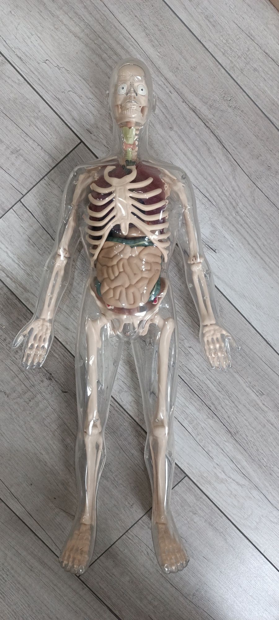 Медицинская модель скелета человека с органами