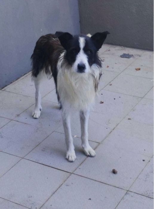 Kiko para adoção